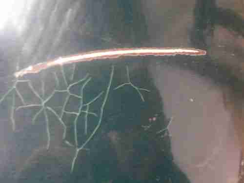 1968 MG GT Restoration Project Or Parts Aluminum Hood Fiberglass Fenders Look!!!, image 12