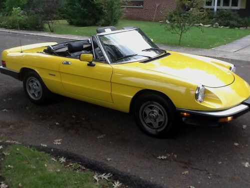 Yellow alfa spider