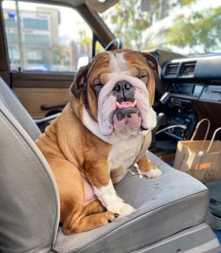 1986 Toyota 4Runner RN60, US $18,700.00, image 7