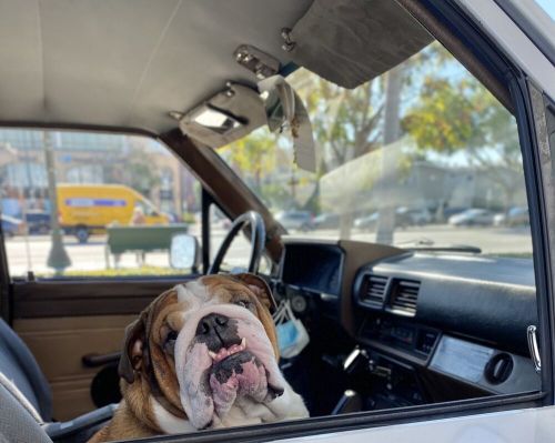 1986 Toyota 4Runner RN60, US $18,700.00, image 8