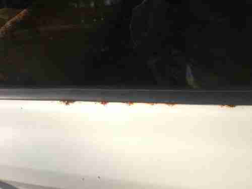 1983 Jeep Grand Wagoneer Limited Sport Utility 4-Door 5.9L, image 11