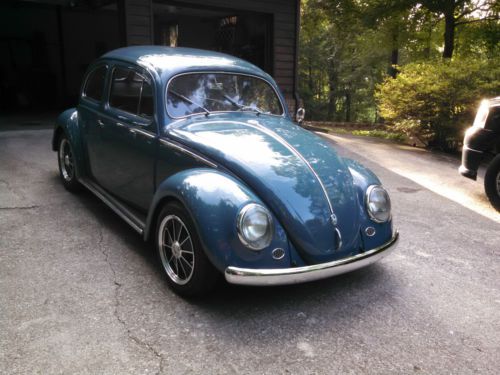 Rare split window beetle