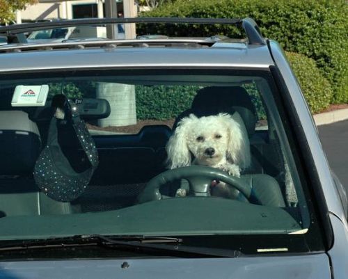 2000 Honda Passport LX Sport Utility 4-Door 3.2L Mechanic's special! Quick Sell!, US $1,095.00, image 2