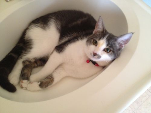 NICE 04 LINCOLN TOWN CAR ULTIMATE / SUNROOF, US $5,900.00, image 14