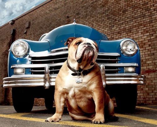 1949 Plymouth P18 Special Deluxe 4 Door Flathead V6, US $9,200.00, image 2