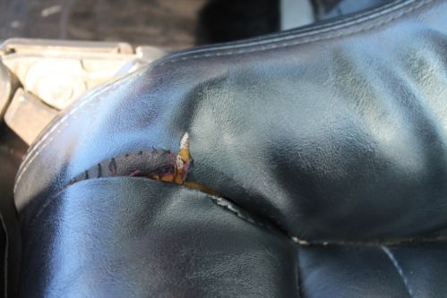 1982 Chevrolet Corvette, image 9