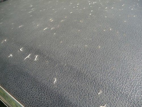 1966 Ford Mustang Coupe, image 6