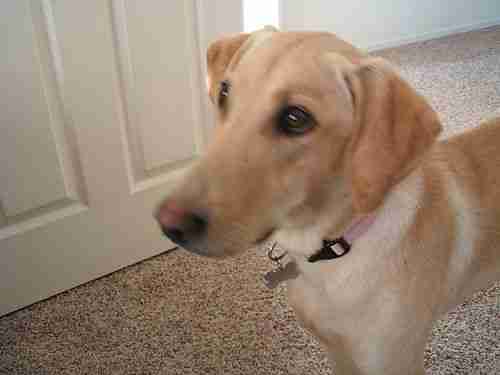 1946 Ford Pickup, image 17