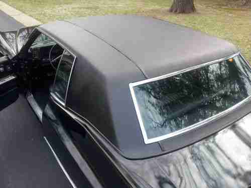 Black Beauty, image 4