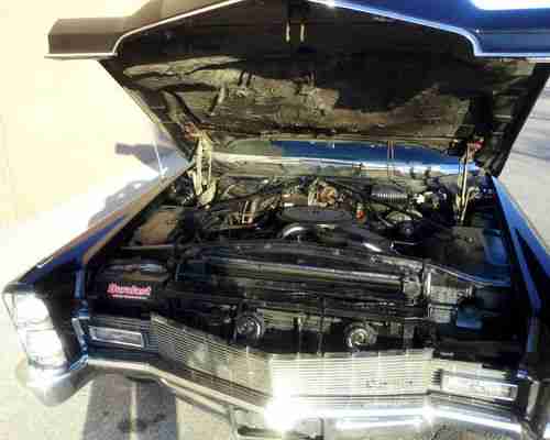 Black Beauty, image 20