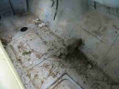 1955 Chevy 3100 Truck Arkansas Truck, image 4